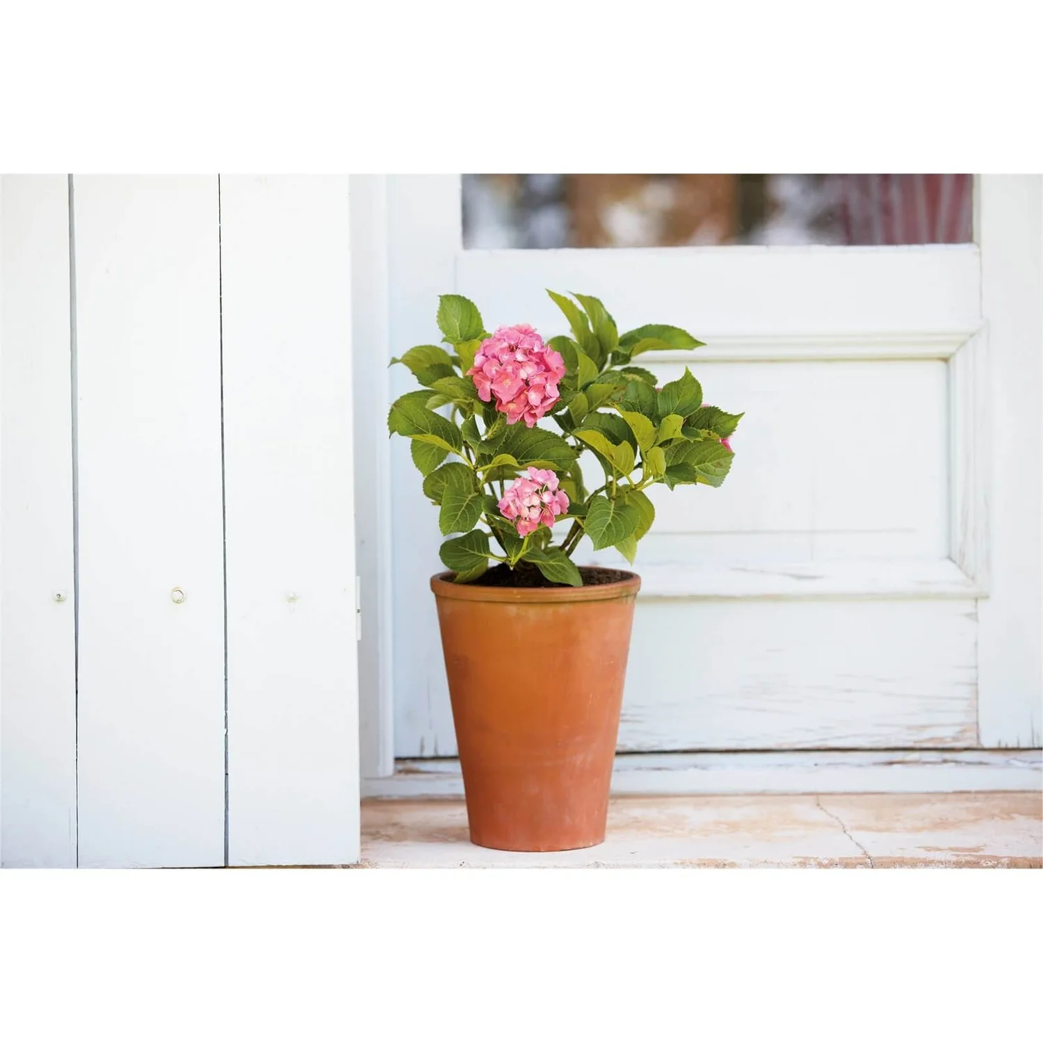 Terracotta Long Tom Plant Pot - 23cm 5 Terracotta Long Tom Plant Pot - 23cm - Image 3