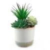 Dipped Ceramic Pot With Plant - Green -Garden Decoration Shop 12833692 1344872070198494