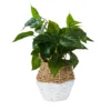 Plant In Two Tone Basket - White & Natural -Garden Decoration Shop 12833704 1754831603452417