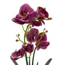 Orchid With Silver Glass Pot - Purple -Garden Decoration Shop 12879285 2084864281975504