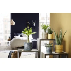 Alma Ceramic Pot - 10cm -Garden Decoration Shop 12888971 8734843776167355