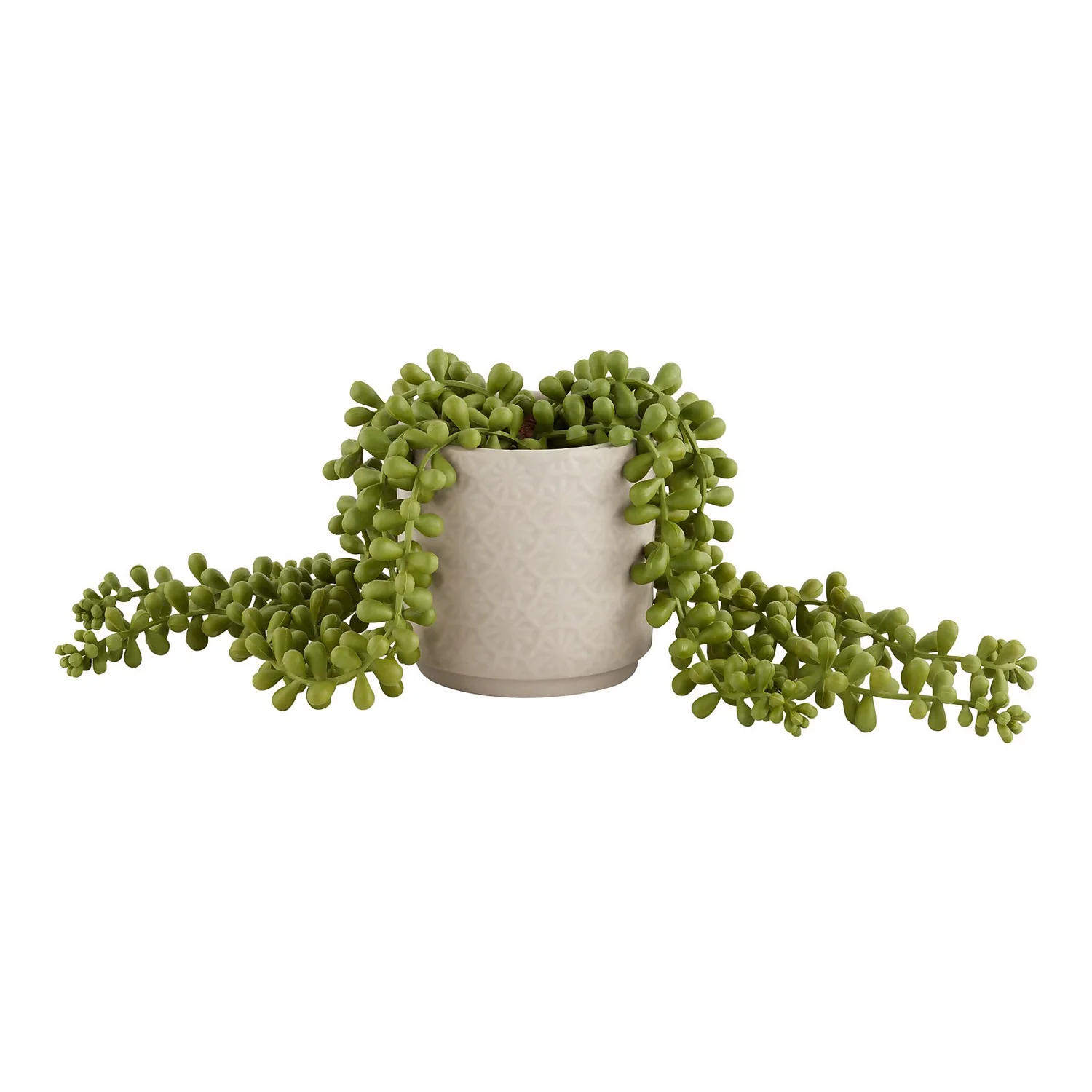 House Beautiful String Of Pearls In Ceramic Pot 3 House Beautiful String Of Pearls In Ceramic Pot