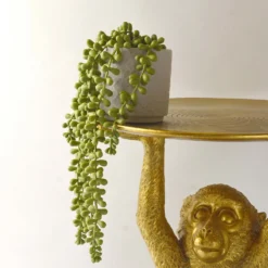 House Beautiful String Of Pearls In Ceramic Pot 9 House Beautiful String Of Pearls In Ceramic Pot -Garden Decoration Shop 12890040 3924857412833165