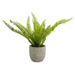 Maidenhair Fern In Ceramic Pot -Garden Decoration Shop 12890042 1544868121170856