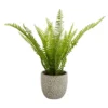 Maidenhair Fern In Ceramic Pot -Garden Decoration Shop 12890042 9354868121093234