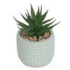 Small Succulent - Green -Garden Decoration Shop 12909501 1404869235473981