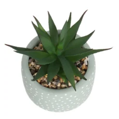 Small Succulent - Green -Garden Decoration Shop 12909501 6844869235562523