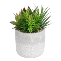 Garden Decoration Shop 27 Mixed Succulent In Grey Pot