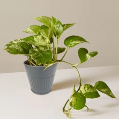 Ribbed Planter (3 Colour Mix) - 10cm 21 Ribbed Planter (3 Colour Mix) - 10cm -Garden Decoration Shop 13193952 4854933496129094