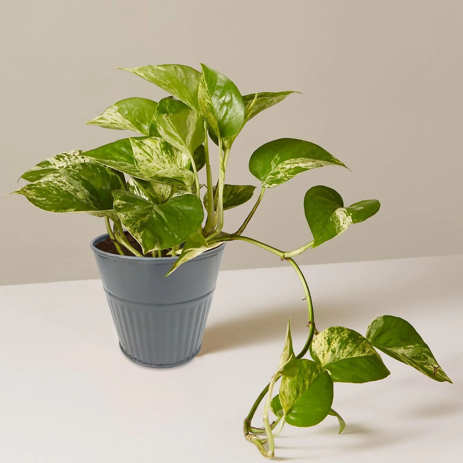 Ribbed Planter (3 Colour Mix) - 10cm 12 Ribbed Planter (3 Colour Mix) - 10cm - Image 10