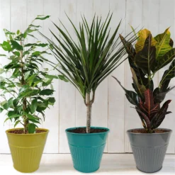 Ribbed Planter (3 Colour Mix) - 18cm 8 Ribbed Planter (3 Colour Mix) - 18cm -Garden Decoration Shop 13193953 1244909731587754