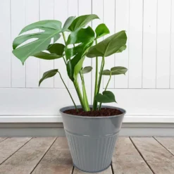 Ribbed Planter (3 Colour Mix) - 18cm 11 Ribbed Planter (3 Colour Mix) - 18cm -Garden Decoration Shop 13193953 1834933504482486