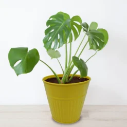 Ribbed Planter (3 Colour Mix) - 14cm 16 Ribbed Planter (3 Colour Mix) - 14cm -Garden Decoration Shop 13193958 2054933504207512