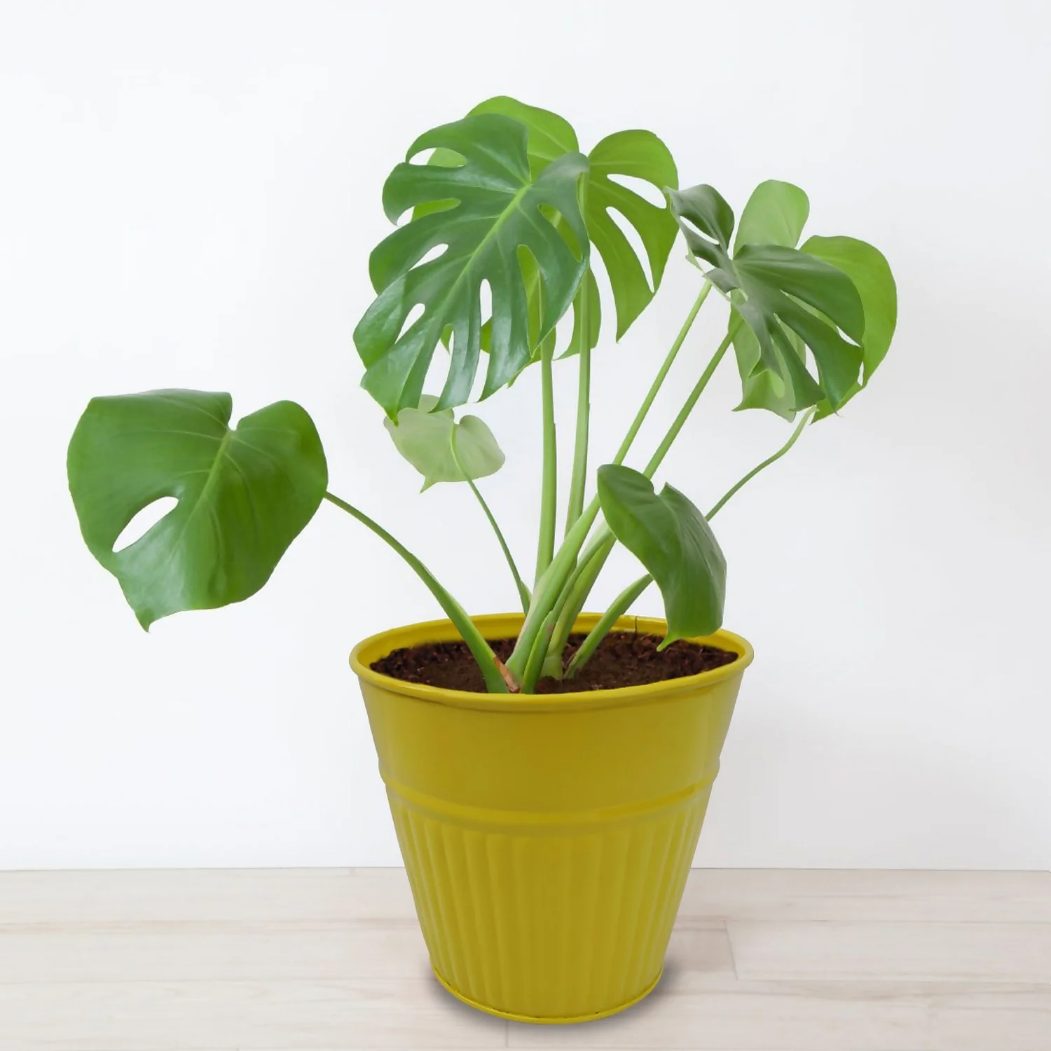 Ribbed Planter (3 Colour Mix) - 14cm 9 Ribbed Planter (3 Colour Mix) - 14cm - Image 7