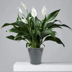 Ribbed Planter (3 Colour Mix) - 14cm 15 Ribbed Planter (3 Colour Mix) - 14cm -Garden Decoration Shop 13193958 8364933504175406