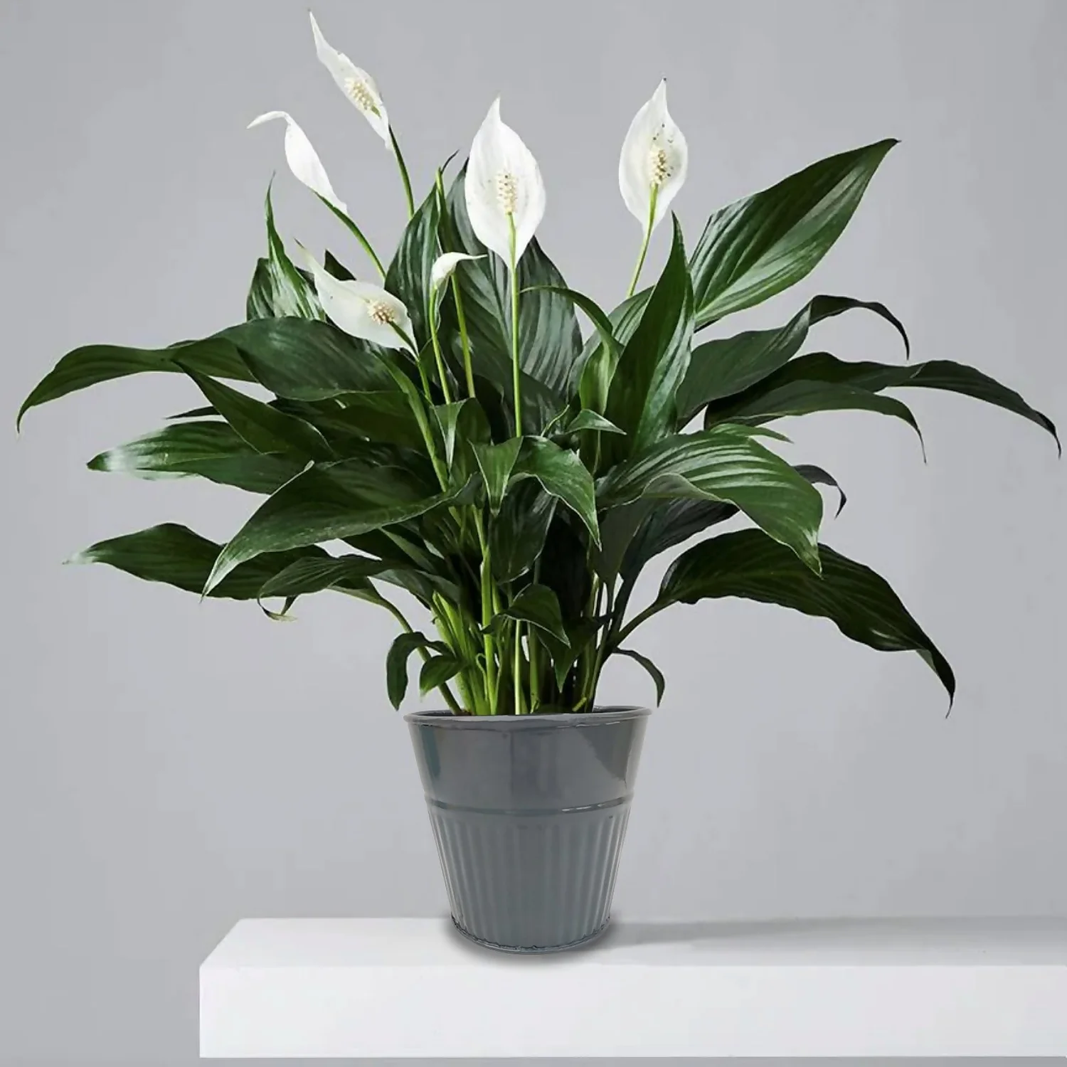 Ribbed Planter (3 Colour Mix) - 14cm 8 Ribbed Planter (3 Colour Mix) - 14cm - Image 6