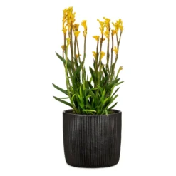 Black Ebano Plant Pot - 15cm -Garden Decoration Shop 13432911 2134914551147892