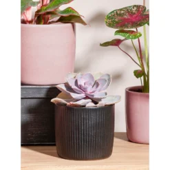 Black Ebano Plant Pot - 13cm -Garden Decoration Shop 13432912 1804914551054016