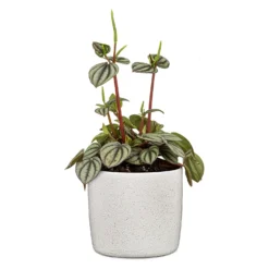 Perla White Plant Pot - 18cm -Garden Decoration Shop 13432918 8434914557780652