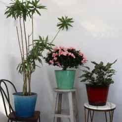 Glazed Finish Planter Mustard 50cm 13 Glazed Finish Planter Mustard 50cm -Garden Decoration Shop 13928633 2045001956452296