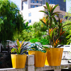 Glazed Finish Planter Mustard 50cm 12 Glazed Finish Planter Mustard 50cm -Garden Decoration Shop 13928633 7695001956315193