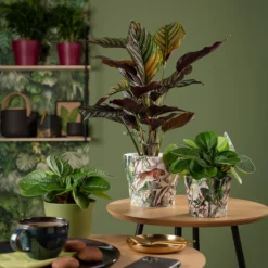 Scheurich Wildlife Indoor Pot - 13cm 5 Scheurich Wildlife Indoor Pot - 13cm -Garden Decoration Shop 13953272 8714987119995760