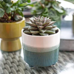 Two Tone Ombre Indoor Plant Pot - 12cm -Garden Decoration Shop 14197407 1005024191386699