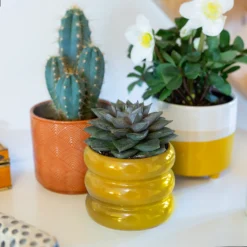 Two Tone Ombre Indoor Plant Pot - 12cm -Garden Decoration Shop 14197407 1225024191593906