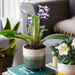 Two Tone Ombre Indoor Plant Pot - 12cm -Garden Decoration Shop 14197407 2875024191340553