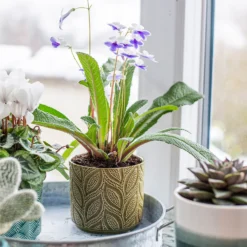 Crackle Leaf Indoor Plant Pot - 12cm 19 Crackle Leaf Indoor Plant Pot - 12cm -Garden Decoration Shop 14197410 8095024191499877