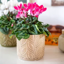 Crackle Leaf Indoor Plant Pot - 12cm 13 Crackle Leaf Indoor Plant Pot - 12cm -Garden Decoration Shop 14197410 8415024191291641