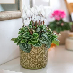 Crackle Leaf Indoor Plant Pot - 12cm 16 Crackle Leaf Indoor Plant Pot - 12cm -Garden Decoration Shop 14197410 9825024191346259