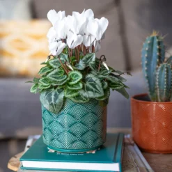 Art Deco Indoor Plant Pot - 12cm -Garden Decoration Shop 14197411 3485024190881577