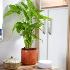 Art Deco Indoor Plant Pot - 12cm -Garden Decoration Shop 14197411 5485024190924552